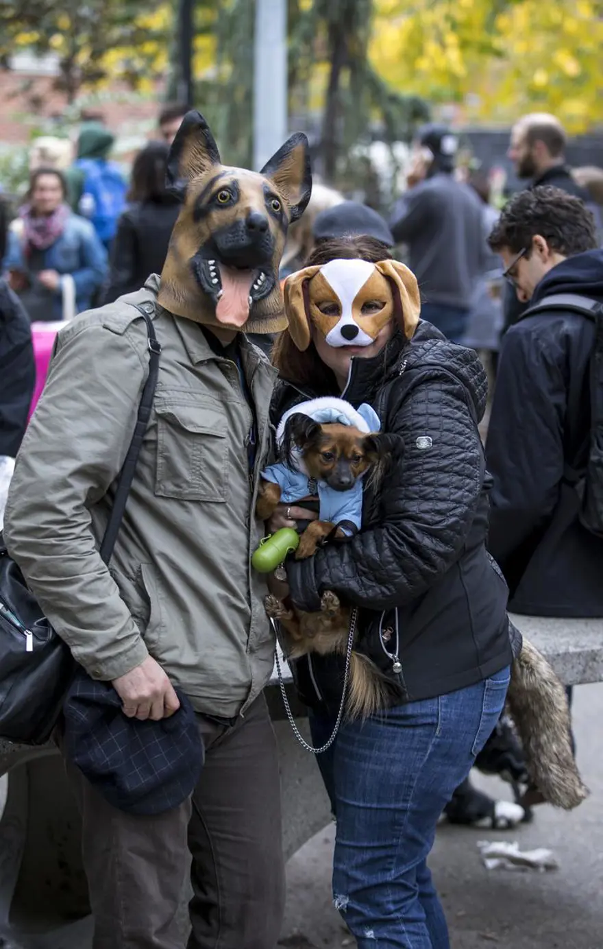 Köpeklere özel Cadılar Bayramı 27