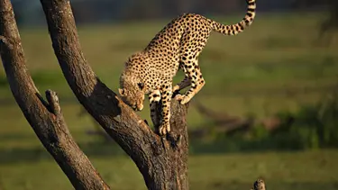 Büyük kediler bu parfüme hayran!