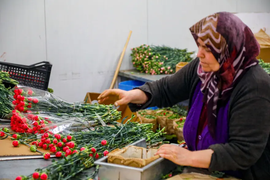 Sevgililer günü telaşı başladı: Antalya'dan 30 ülkeye çiçek ihracatı! En çok kırmızı karanfil satıldı 5