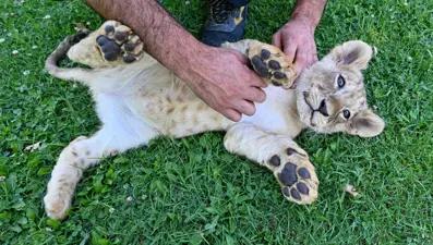 Erdoğan'ın aslanlarına isim aranıyor: Anketle belirlenecek