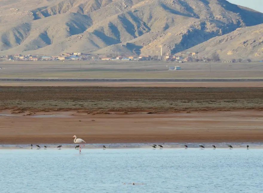 Tuz Gölü'nün misafirleri flamingolar gelmeye başladı 4