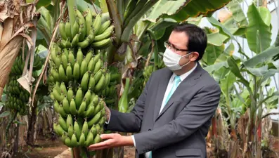 Türkiye'de muz üretimi 728 bin tona ulaşırken tüketim ise 1 milyon ton civarında