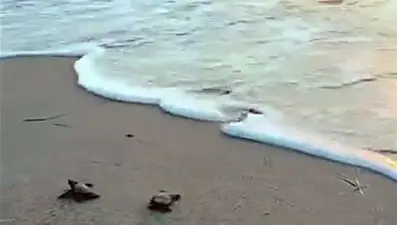 47 yavru caretta caretta denize ulaştı