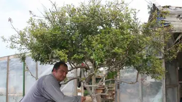 Saksıdaki umut