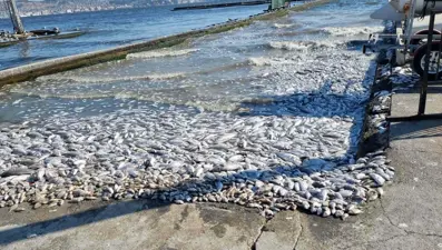 İzmir Körfezi için sevindiren haber