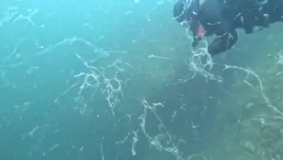 Marmara'da yine ortaya çıktı: 10 metre derinlikte oluştu