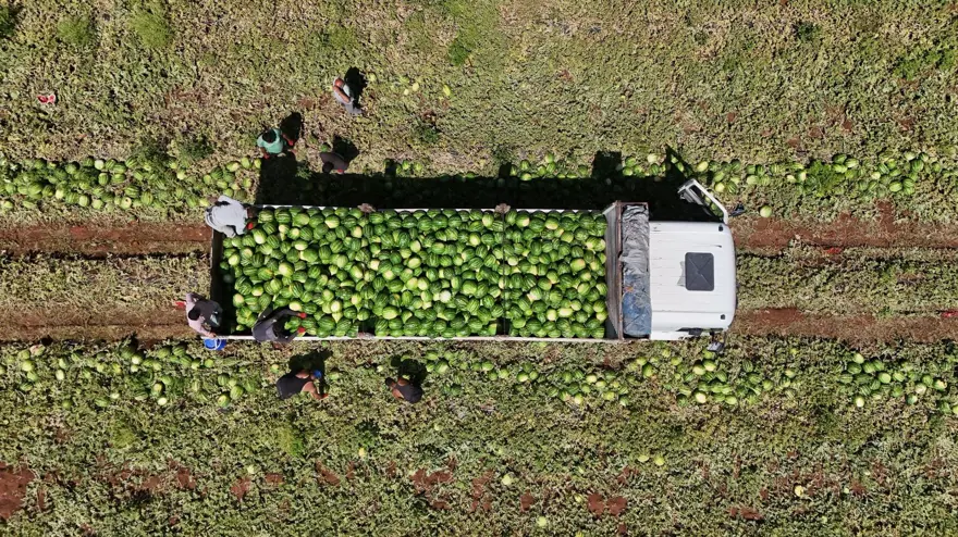 Tarlada kilosu 1-2 lira: Ürün fazla, hasat devam ediyor 7