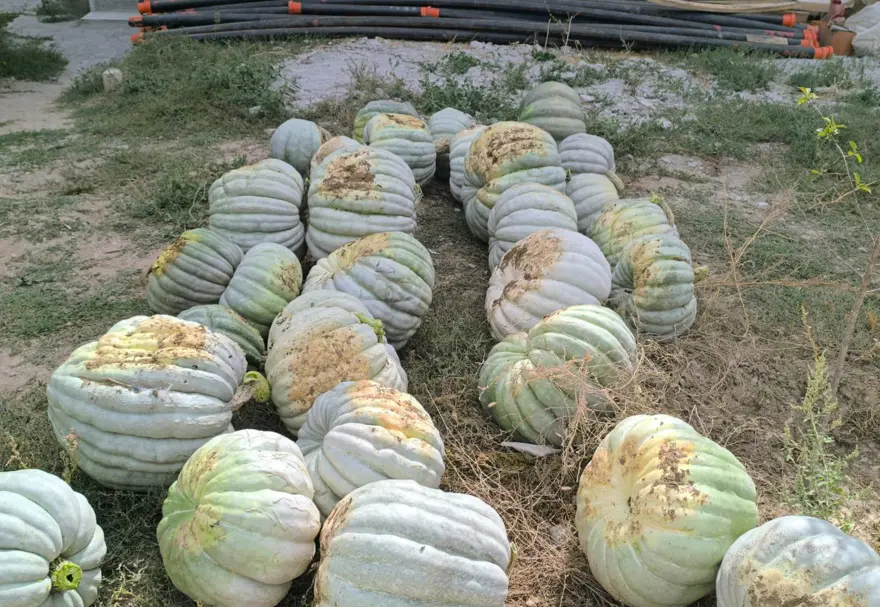 Fiyatıyla yüzleri güldürdü: Hasat başladı, hareketli günler yaşanıyor 2 Fiyatıyla yüzleri güldürdü: Hasat başladı, hareketli günler yaşanıyor 2