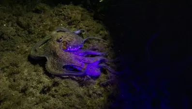 Karaburun kıyılarında gece dalışlarına ilgi artıyor