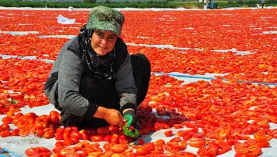 34 ülkeye ihraç: Kilosu 110 ve 120 TL arasında