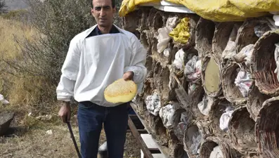 Ünü dünyanın dilinde, hasadı başladı: Türkiye'de ilk sırada