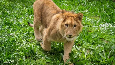 İzmir'de aslan vahşeti: Başka bir aslanı öldürdü