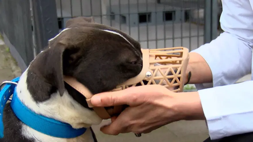 İstanbul'da barınaklar Pitbull ile doldu 6