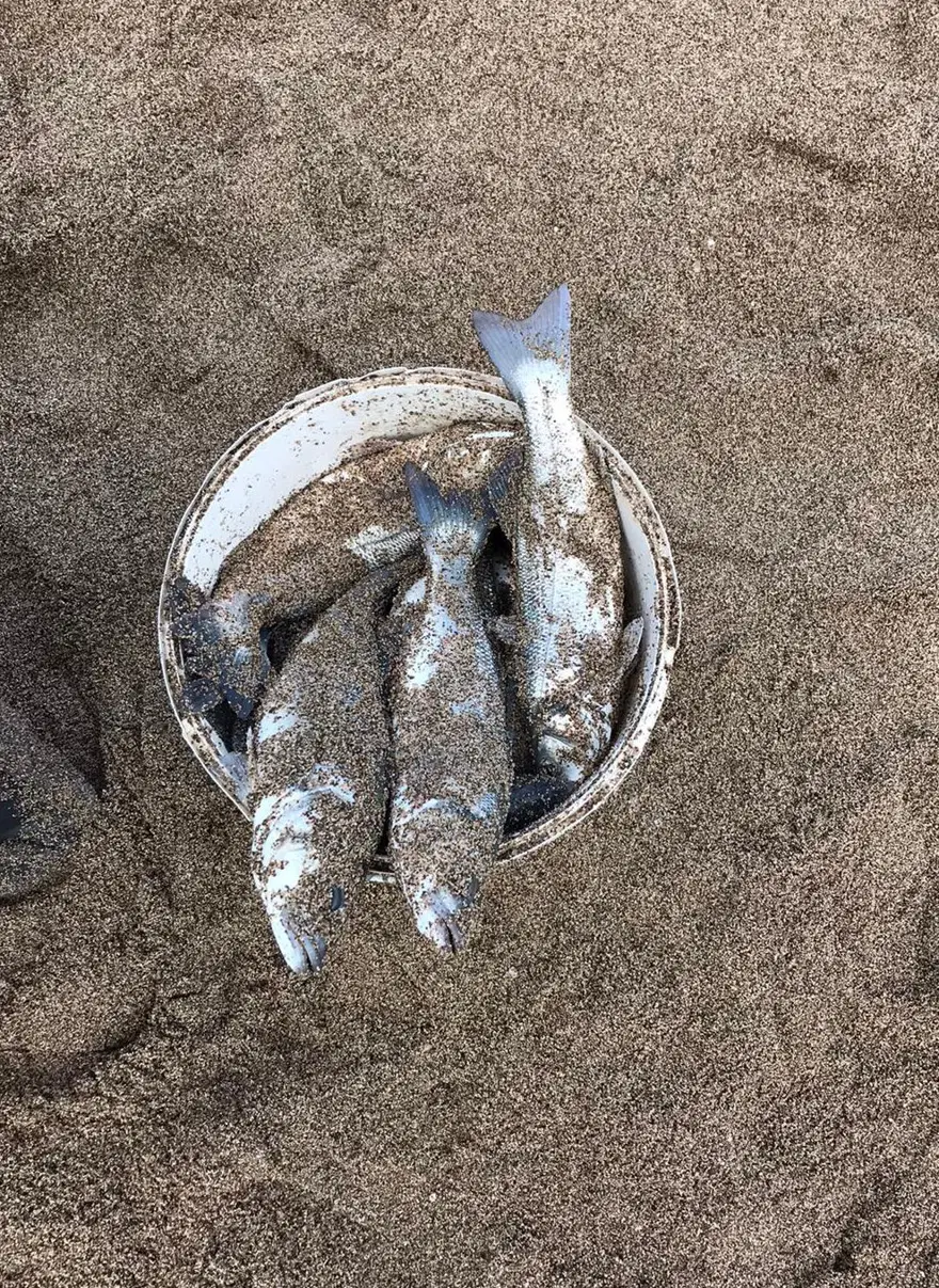 Antalya'daki dalgalar levrek üretim tesisine zarar verince herkes sahile koştu 7