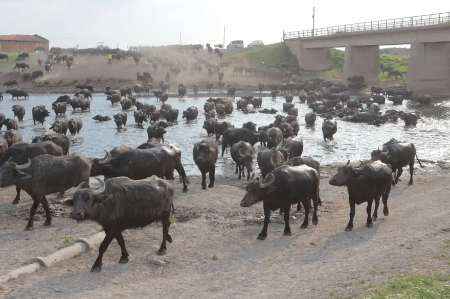 Afrika Serengeti Parkı değil Balıkesir Ovası 9