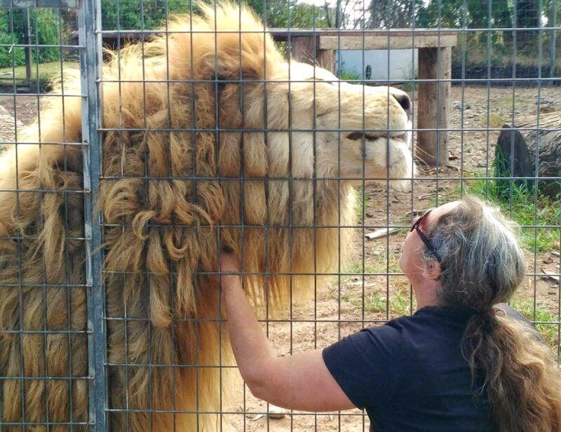 Avustralya'da aslan saldırısı: Kafesin içinden kadının kolunu kaptı