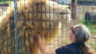 Avustralya'da aslan saldırısı: Kafesin içinden kadının kolunu kaptı