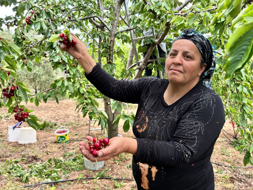 Bahçede 100 liradan alıcı buluyor: Hasat vakti geldi 4
