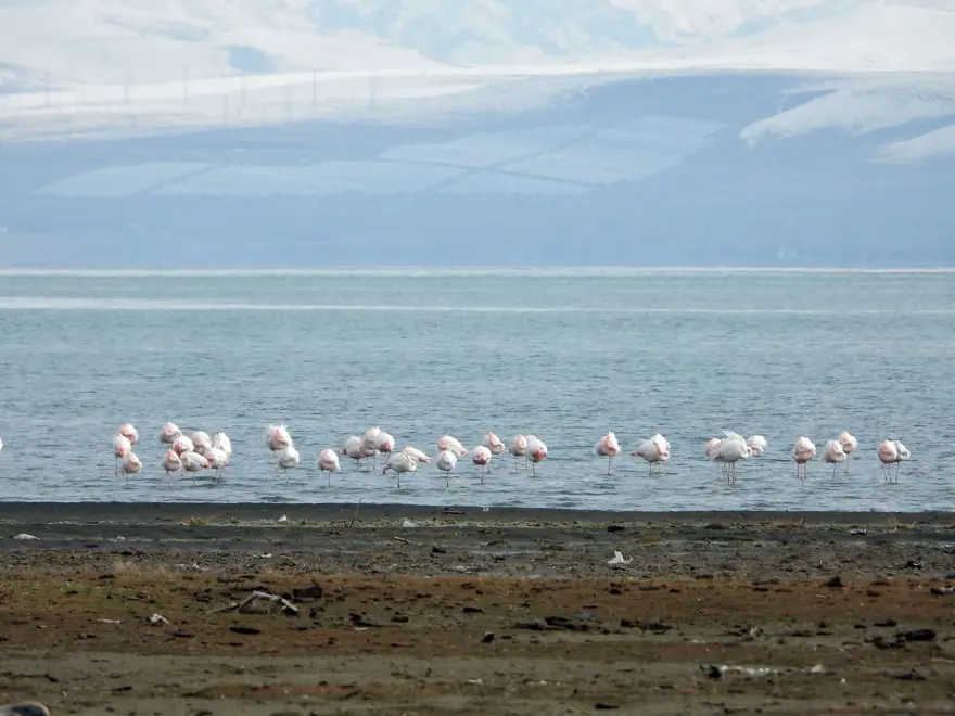 Van Gölü'nde flamingolar göç etmedi 5