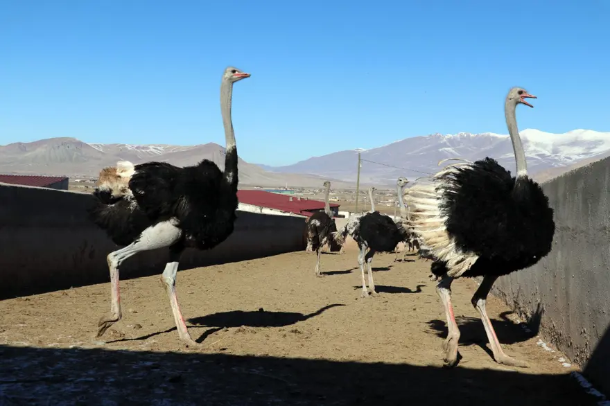 "YUMURTASI, 25 TAVUK YUMURTASINA DENK GELİYOR" 8 "YUMURTASI, 25 TAVUK YUMURTASINA DENK GELİYOR" 8