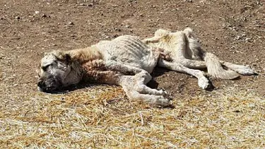 Köpek, açlıktan ölmek üzereyken bulundu