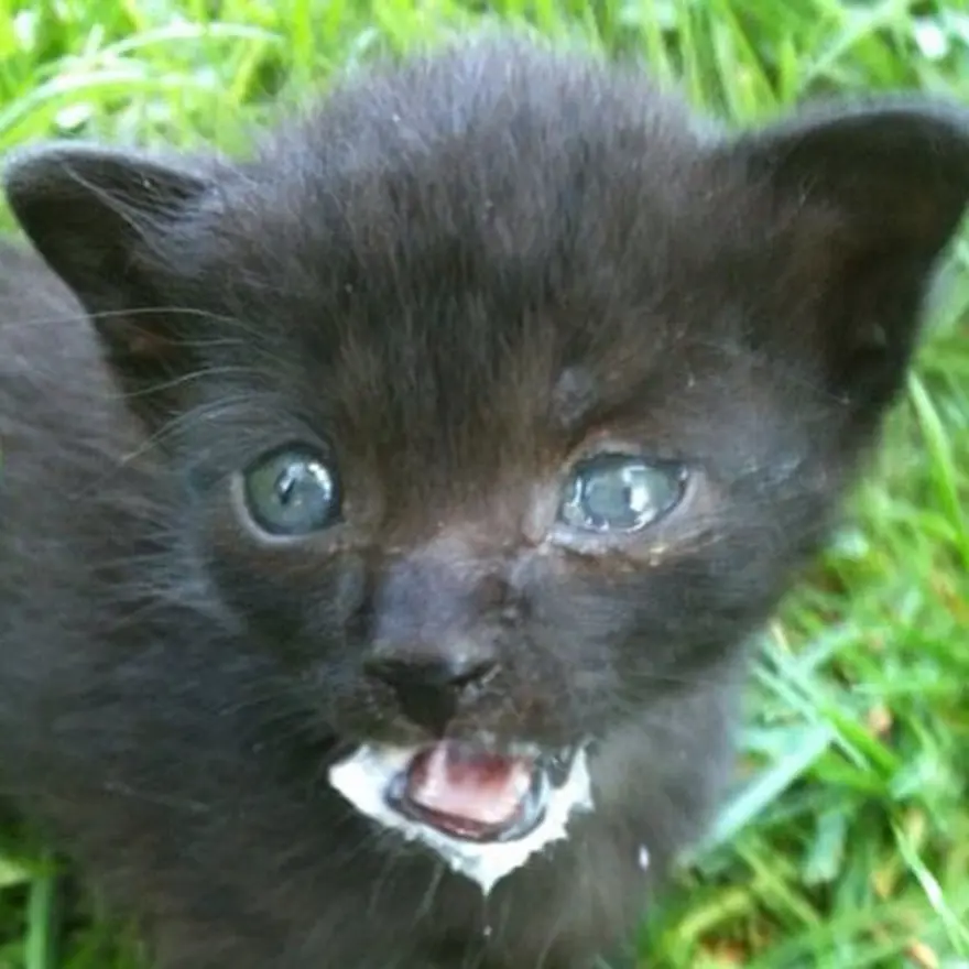 Hayatını kedileri kurtarmaya adadı 158