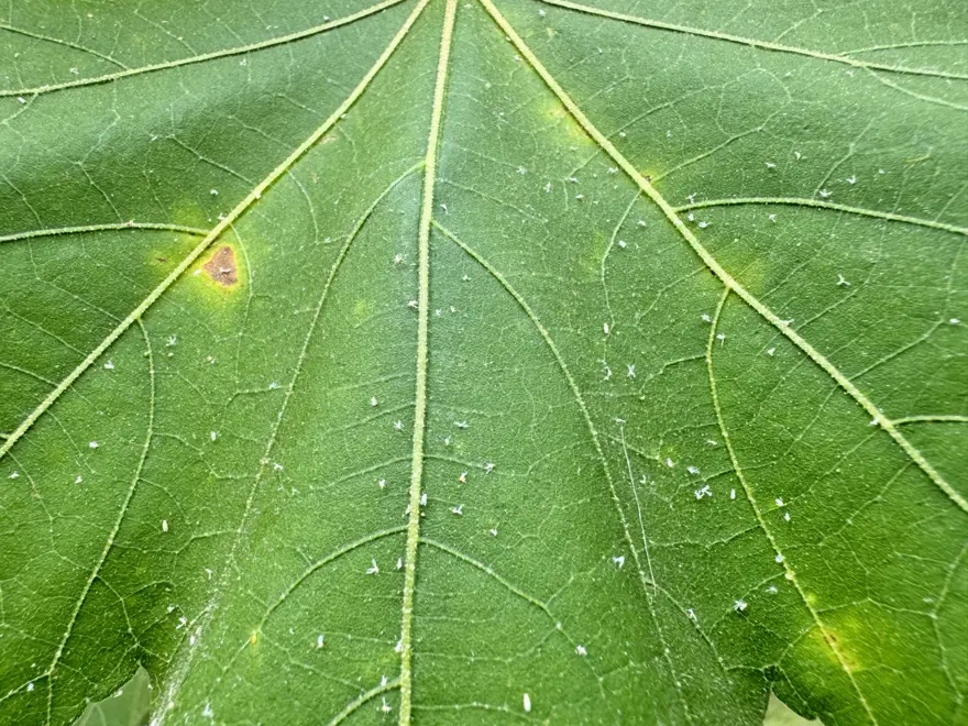 Kaşıntıdan duramıyorlar: Sıcak ve nem etkisiyle beyaz sineklerde artış 2