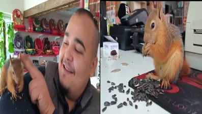 Kesilen ağaçta bulunan sincap esnafın maskotu oldu