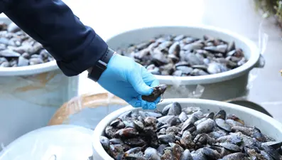 Antalya Otobüs Terminali'nde 300 kilogram midyeye el kondu