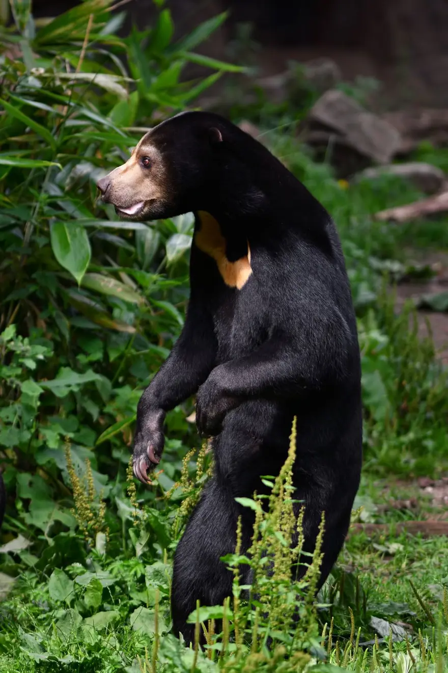 Sosyal medyada viral oldu: Ayılarımız gerçek ayı 8