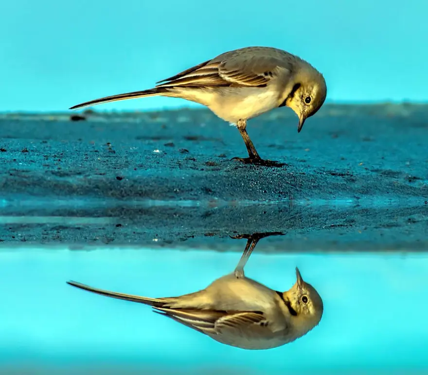 Fotoğraf tutkunu cumhuriyet savcısı 358’inci kuş türünü belgeledi 4