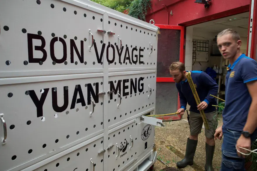 Fransa'da doğan ilk panda Yuan Meng'e uzun yol görevi: Neslini devam ettirecek 10 Fransa'da doğan ilk panda Yuan Meng'e uzun yol görevi: Neslini devam ettirecek 10