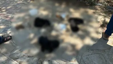 İzmir'de hayvan katliamı: Zehirli etleri çocuklara dağıttırmış