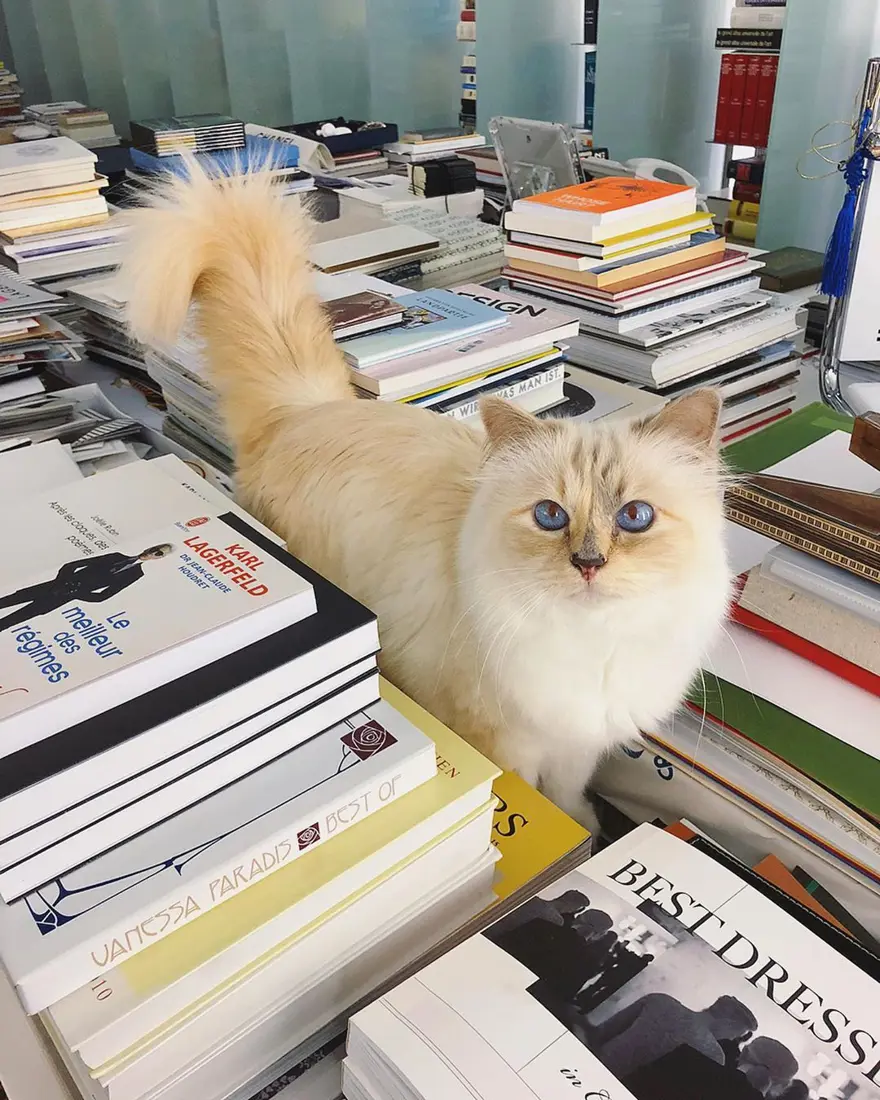Karl Lagerfeld'in kedisi Choupette mirasın tadını Paris'te çıkarıyor 4 Karl Lagerfeld'in kedisi Choupette mirasın tadını Paris'te çıkarıyor 4