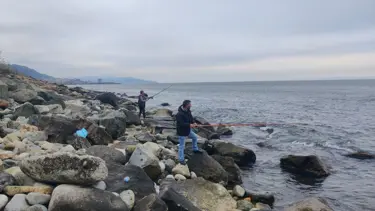 Kafesten kaçan 2 ton levrek denize dağıldı: Duyan sahile geldi