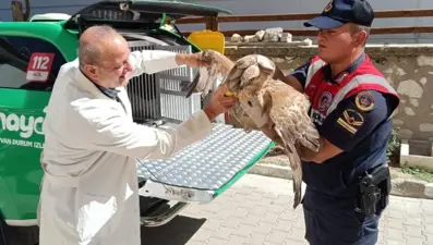 Karaman'da yaralı kızıl şahin koruma altına alındı