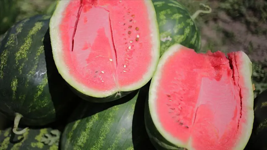 Kelek karpuzu belli eden özellikler: İyi karpuz nasıl seçilir? 2