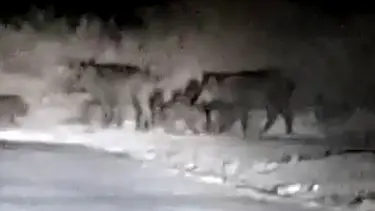 Edremit’te domuzlar sahile indi