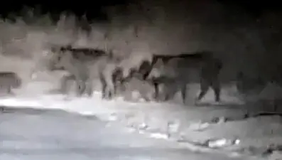 Edremit’te domuzlar sahile indi