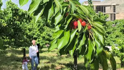 Self servis kiraz! 12 dönüm tarlası var