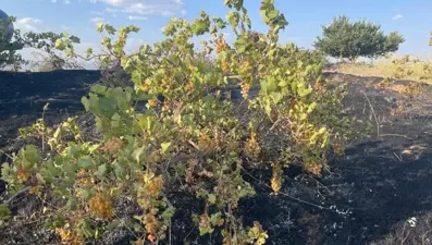 Üzüm bağını küle çeviren yangın