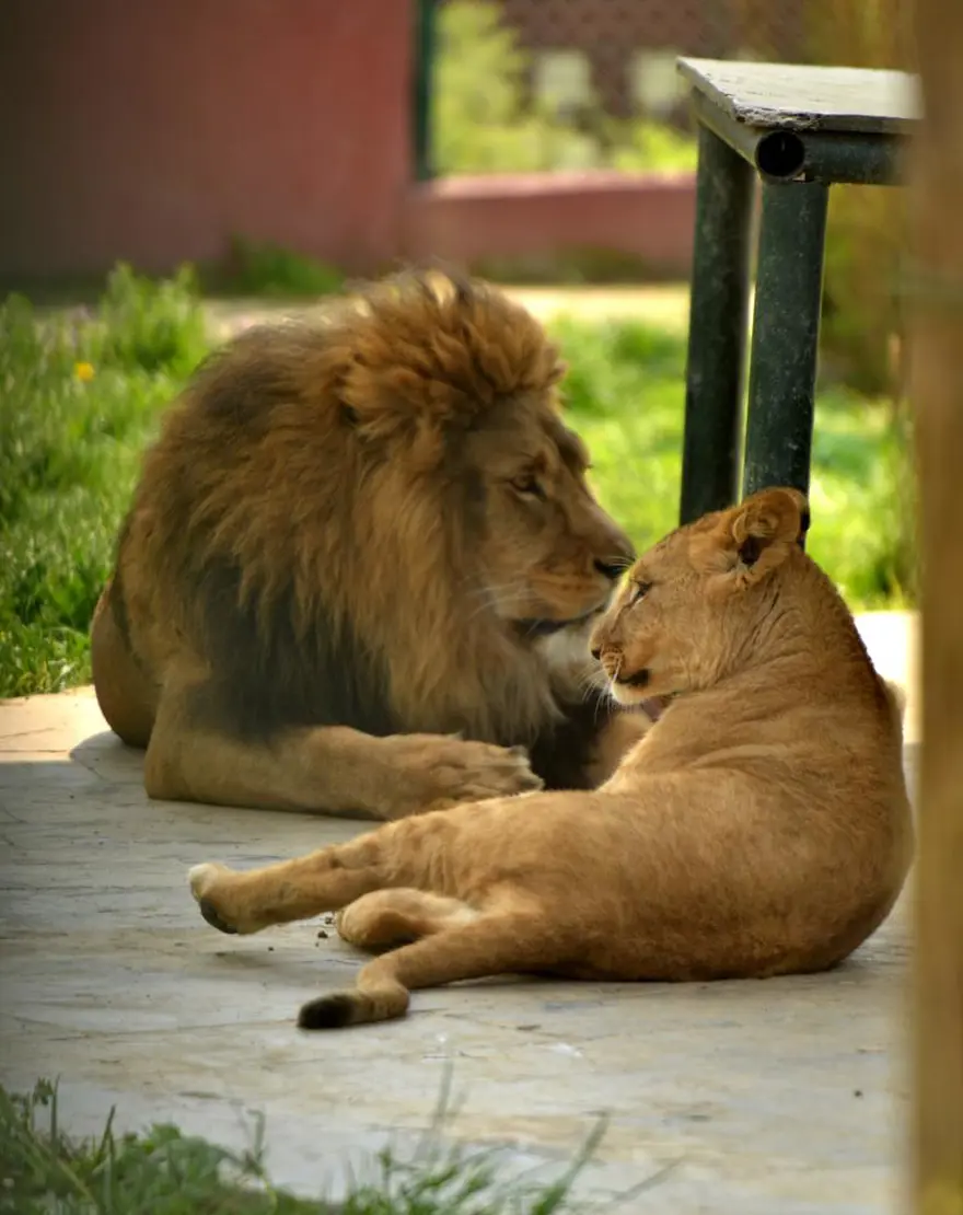 Yavru aslanlar babalarına kavuştu 5