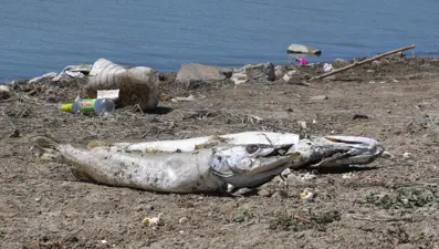 Kızılca Göleti'nde ekolojik felaket: Balıklar toplu halde can verdi