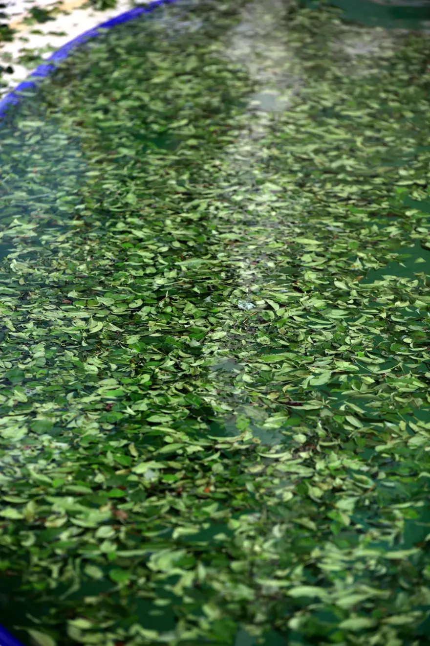 CİLT GÜZELLİĞİ İÇİN YEŞİL ÇAY BANYOSU 2