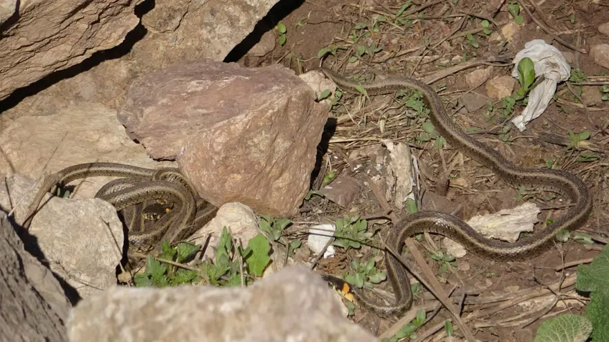 Yüksekova'da sürü halindeki yılanlar Brezilya'nın 'Yılan Adası'nı andırıyor 15