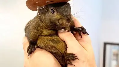 Fenomen sincap Peanut'ın ölümü New York'a bela olacak