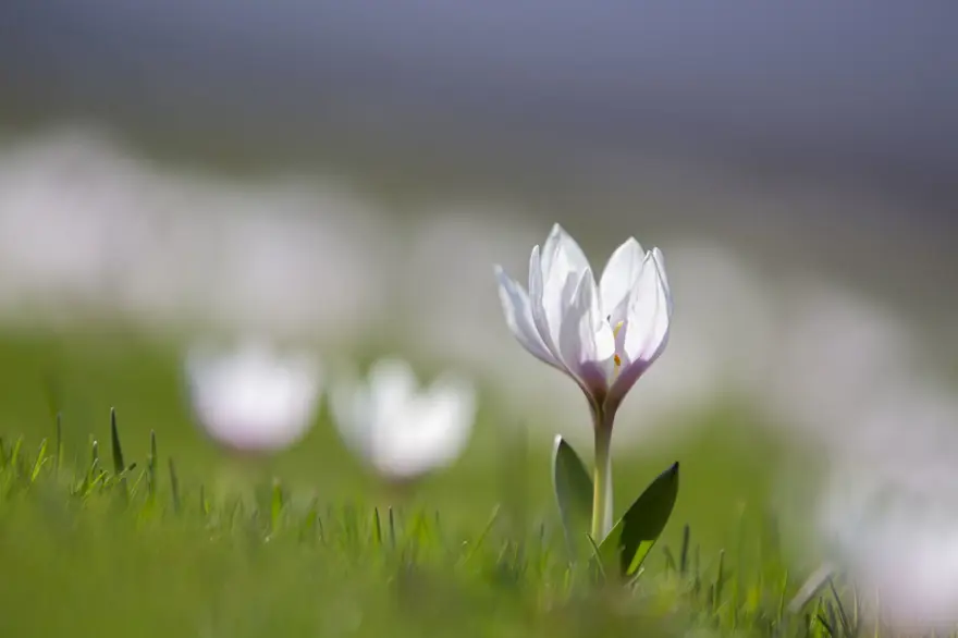 Tunceli'de baharın müjdecisi çiğdem ve nergisler çiçek açtı 7
