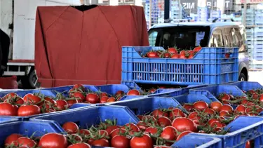 Antalya'da domatesin fiyatı arttı