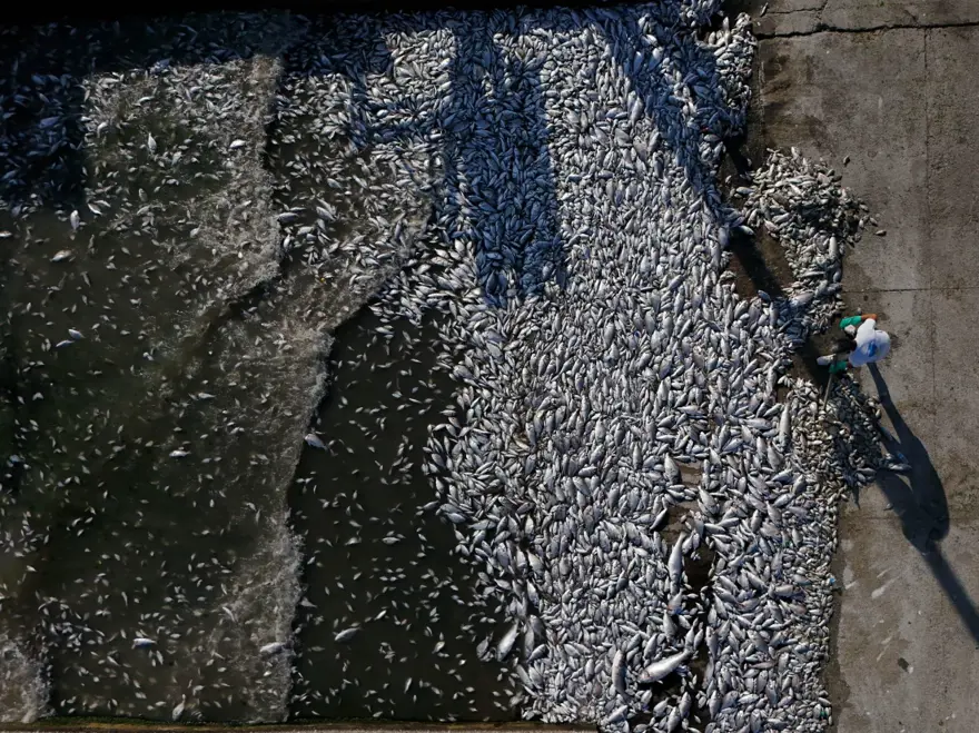 İzmir Körfezi'nde korkutan tablo! Balık ölümleri devam ediyor 8