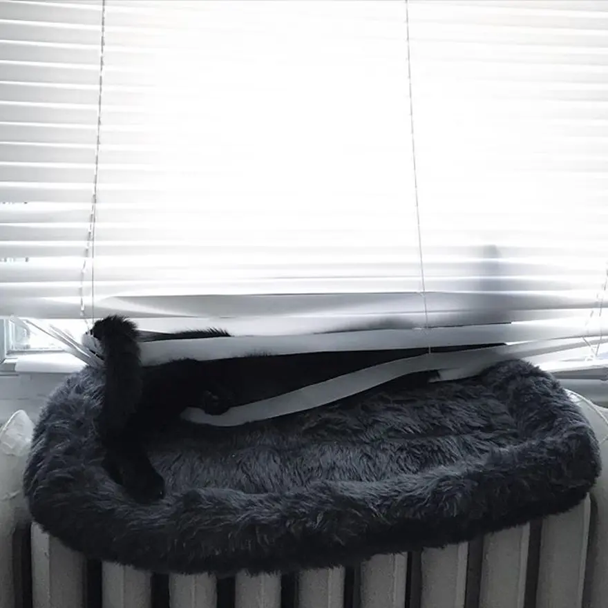 Hayatını kedileri kurtarmaya adadı 297